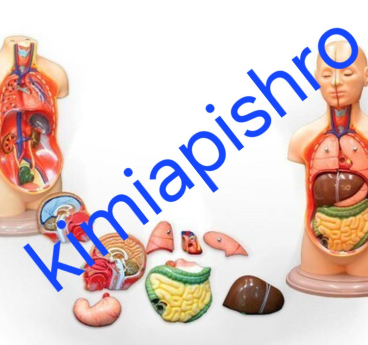 مولاژ بدن انسان اندازه ۱/۴ قابل تفکیک