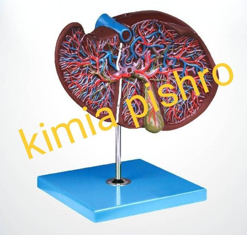 مولاژ کبد و کیسه صفرا روی پایه