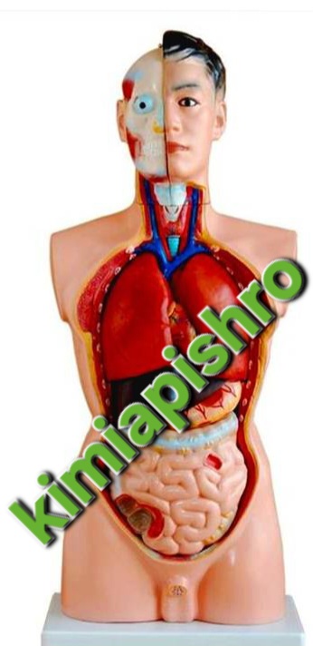 مولاژ آناتومی بدن انسان انداره طبیعی