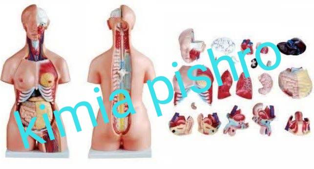 مولاژ نیم تنه ۲۱ قسمتی  اندازه طبیعی