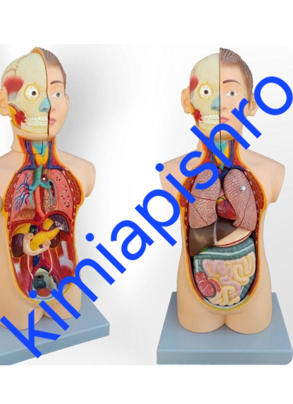 مولاژ نیم تنه بدن انسان ۶۵ سانت